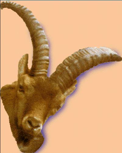 El Bucardo o cabra pirenaica
